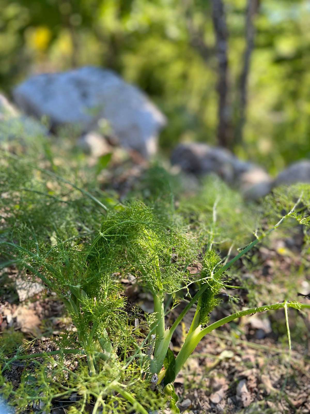 Organic garden