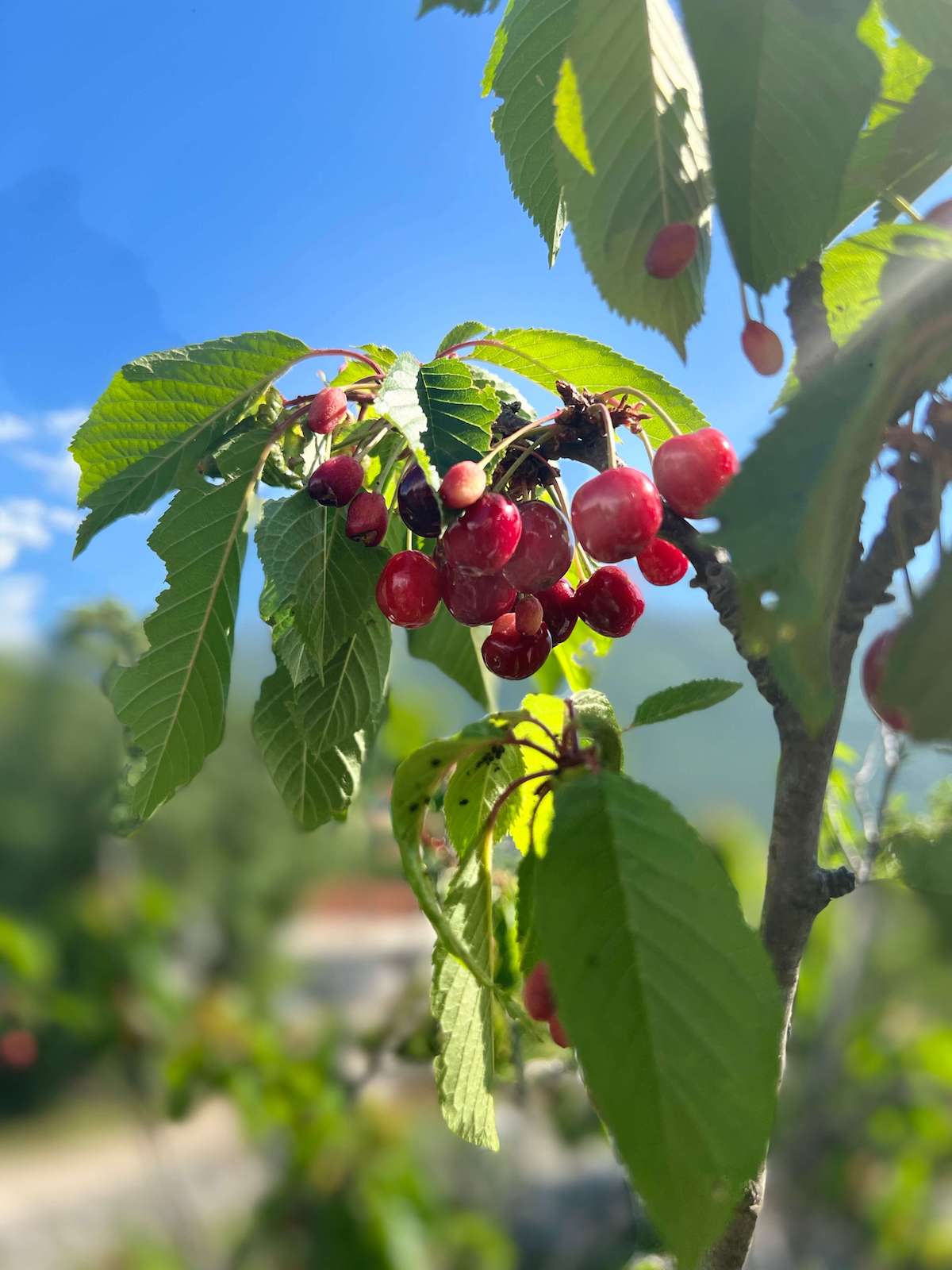Organic garden